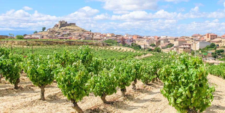 rioja Reben spanischer Wein