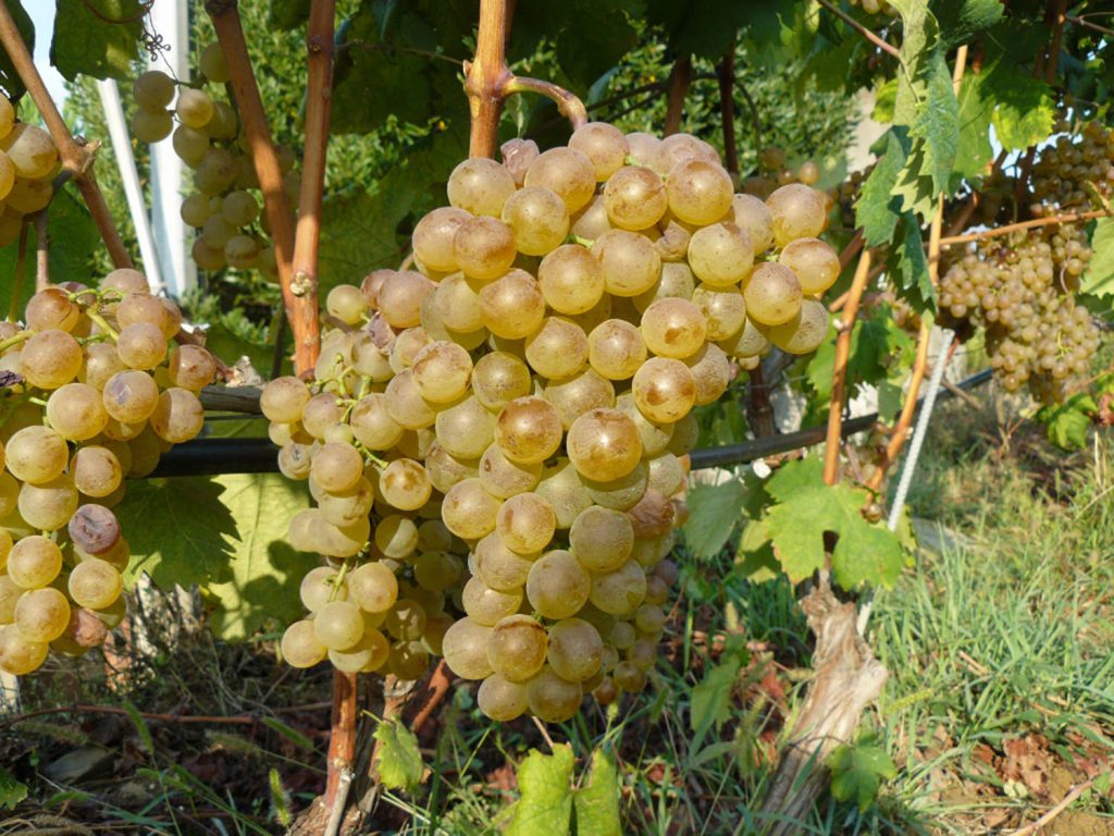 Weißweinrebe 