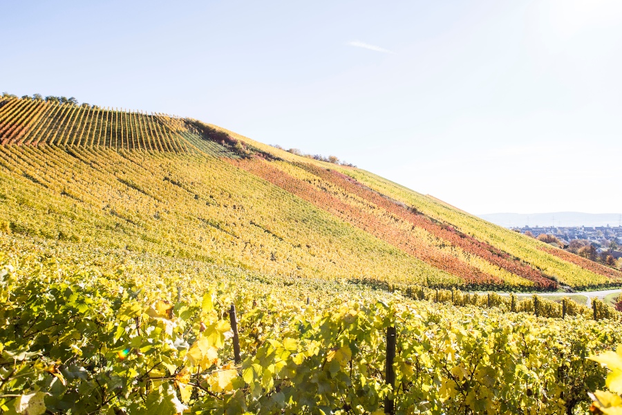 Weinberg - Terroir