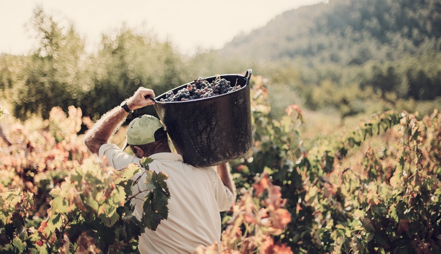Jemand trägt Kübel mit Trauben - Terroir