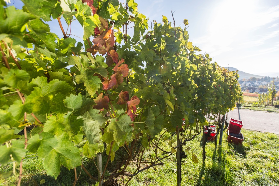 Weinstock - Blick auf den Weinjahrgang 2021