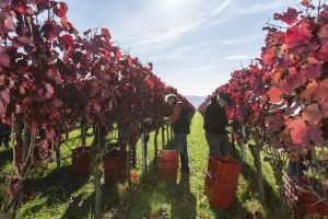 Weinlese - Die Top 5 der deutschen Rebsorten