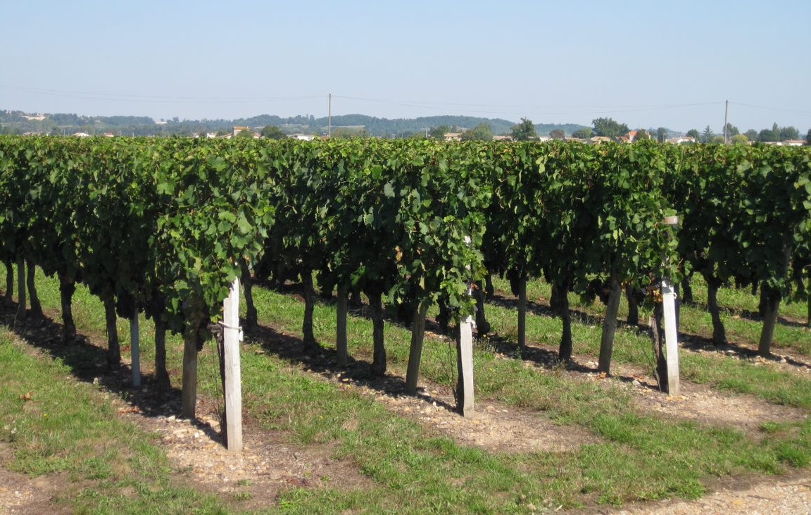 Château Vignol Bordeaux rouge - Französischer Klassiker: Bordeauxwein