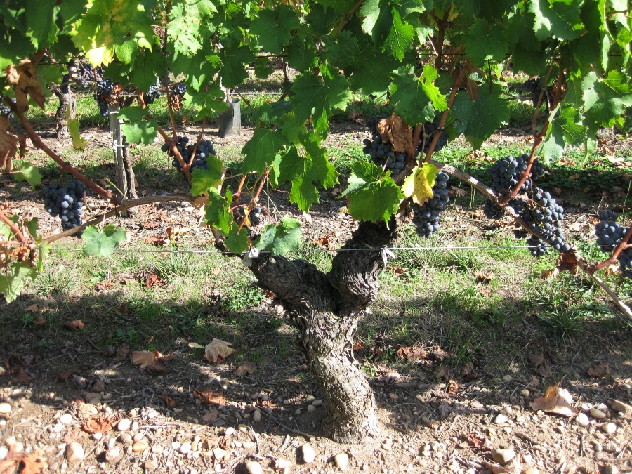 Château Vignol "Louisiane" der Familie Doublet - Französischer Klassiker: Bordeauxwein