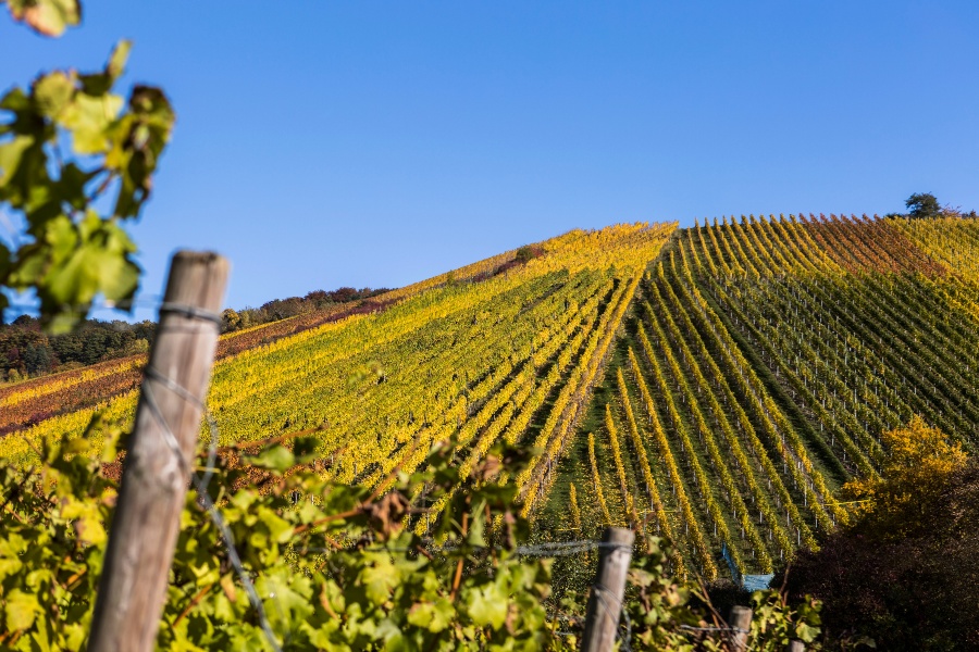 Zimmerle TRIO Weiß Bio 2020 | Qualitätsstufe: Qualitätswein