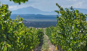 Weingut Pyros - Pyros Syrah Barrel Selected