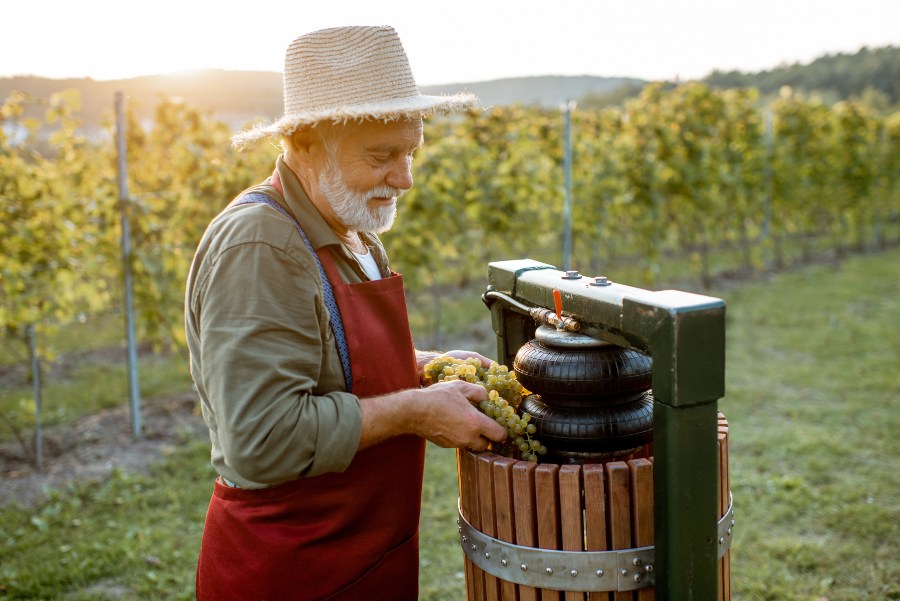 Älterer Herr keltert Wein - Weinherstellung