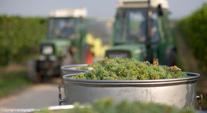 Weltklasse Weine aus der Pfalz: Weingut Knipser