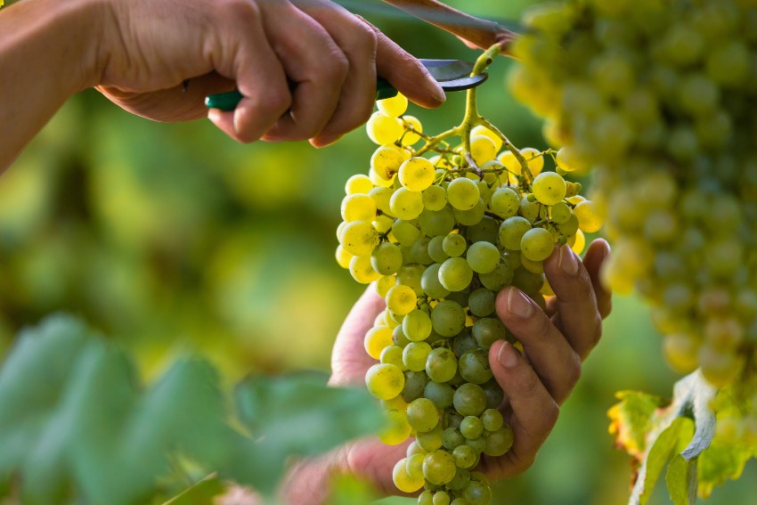 Jemand erntet eine Weinrebe - Wie der Klimawandel den Weinbau beeinflusst