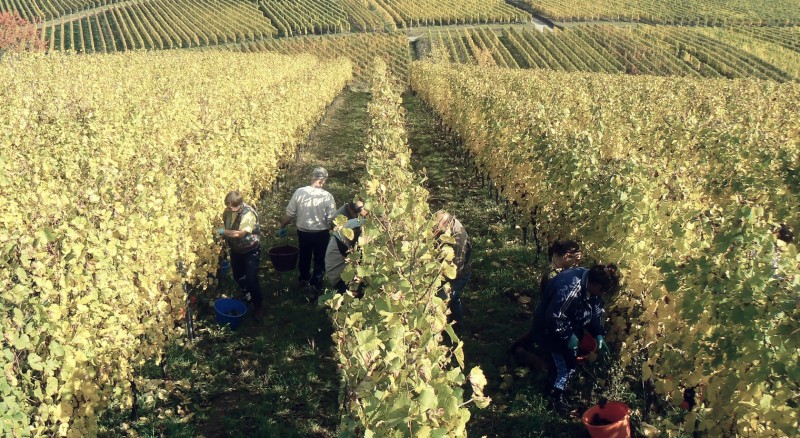 Im Weinberg der Winzerin Claudia Rominger wird biodynamisch gewirtschaftet